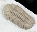 Beautiful Lochovella (Reedops) Trilobite - Oklahoma #23858-5